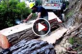 felling a large pine tree and milling boards with portable Saw Mill