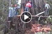 An old growth sequoia tree fell in Humboldt County 2002