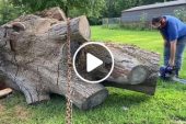 Working with a chainsaw on a large tree