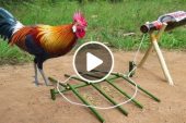 Fantastic Creative Wild Chicken Trap