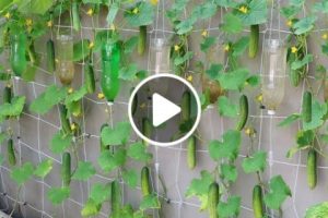 High fruit yield in the soil(cucumber)