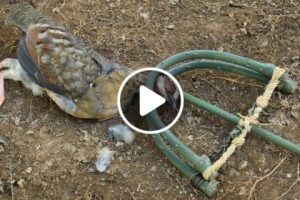 Wild Man: Create Amazing Trap to Catch Forest Quail in The Jungle