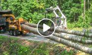 World’s Longest & Biggest Whole Tree Chipping Machines, Dangerous Wood Chipper Shredder Working