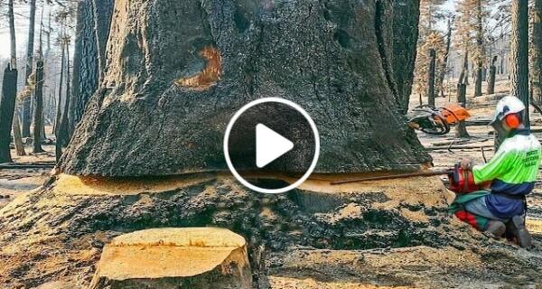 World’s Dangerous Cutting Huge Tree Skills With Chainsaw