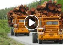 Dangerous fastest loggin wood truck