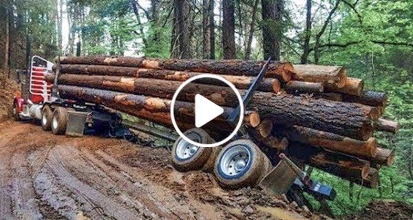 Big Size Wood Log Truck Driving