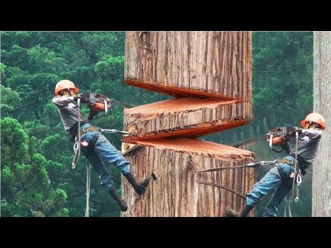 Dangerous Fastest Chainsaw Cutting Tree Machine Skills, Logging Wood Truck & Wood Sawmill Machines