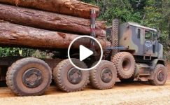Heavy Log Truck Operator Fails and Wins While Climbing Slippery Mountain