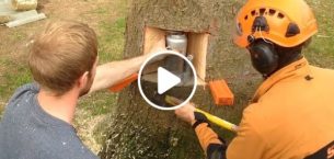 Tree felling Technique