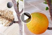 Watch how fig trees multiply with orange fruits