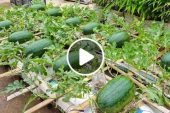 watermelon growing method