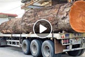 Amazing Sawmill Wood Cutting – Giant Wood Saw That Works Continuously Powerful Cut Super Large Wook