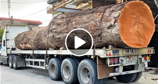 Amazing Sawmill Wood Cutting – Giant Wood Saw That Works Continuously Powerful Cut Super Large Wook
